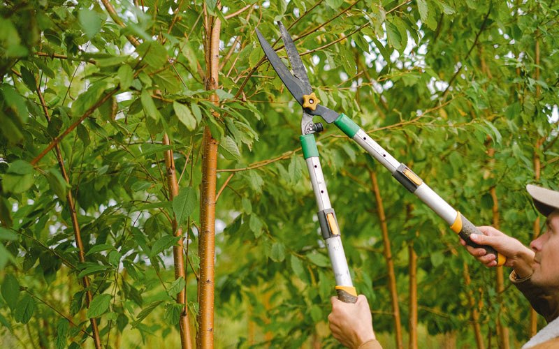 Tree trimming in Mcgaheysville, VA