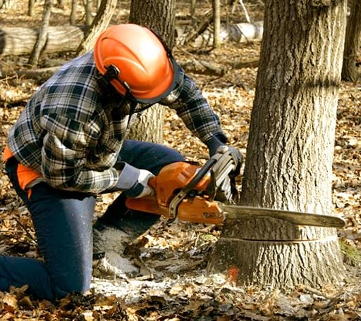 Tree Removal in Mcgaheysville, VA